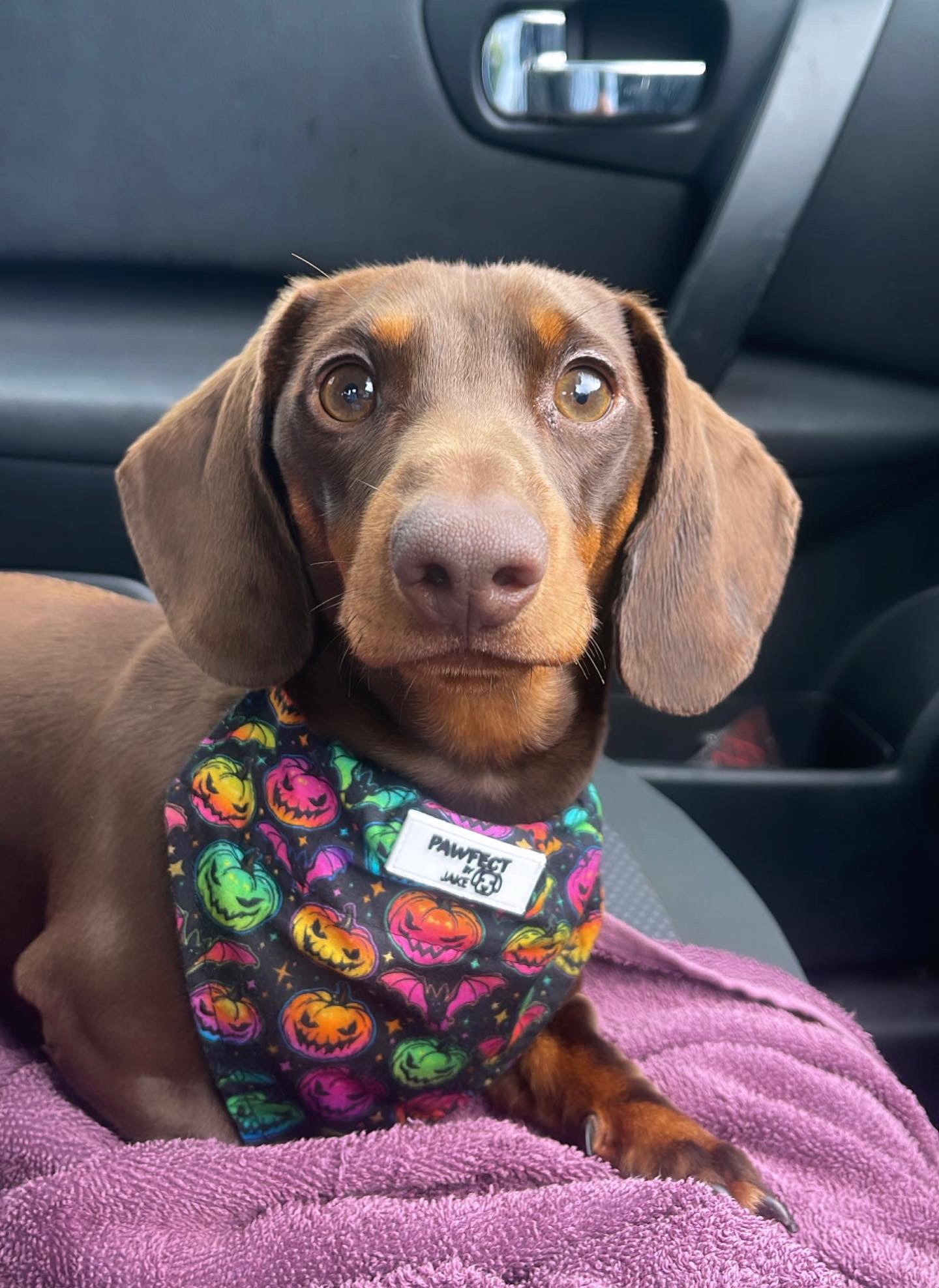 Scary pumpkin bat slip on bandana